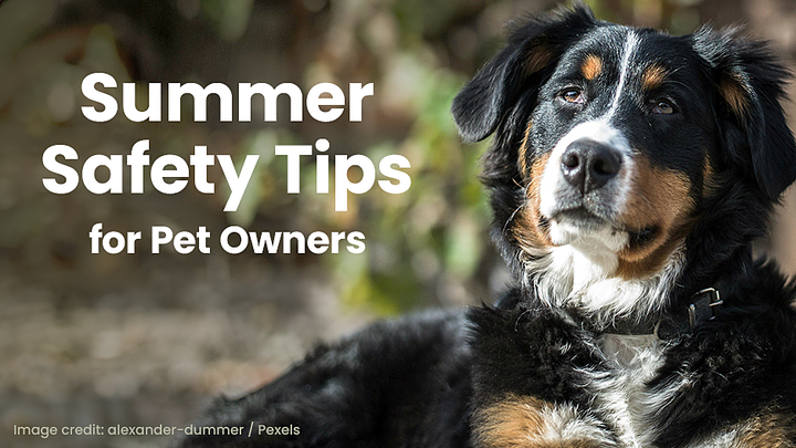 Summer Safety Tips for Pet Owners
