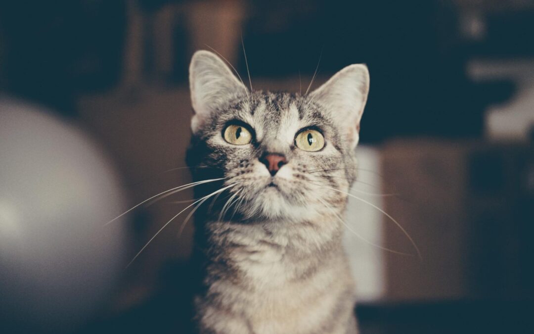Your cat may not be able to speak, but they’re always telling you something—with their behavior, energy levels, and habits. The trouble is, cats are naturally excellent at hiding signs of illness. So how can you tell if something’s wrong? A regular checkup might seem simple, but it plays a big role in your cat’s long-term health. Whether your cat is a playful kitten, a content adult, or a wise senior, consistent preventive care from a trusted veterinary clinic makes a real difference.